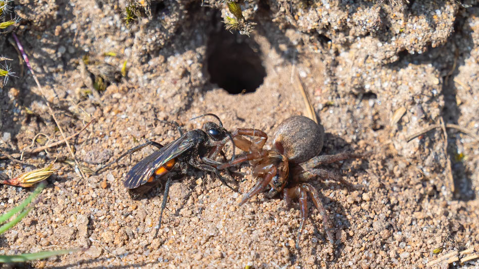 Anoplius viaticus Black-banded Spider Wasp).jpg